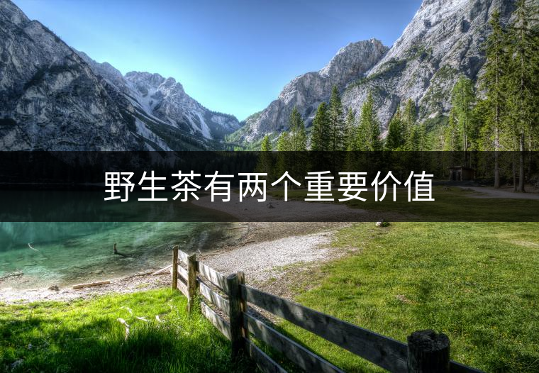 野生茶有兩個重要價值 野生茶有兩個重要價值