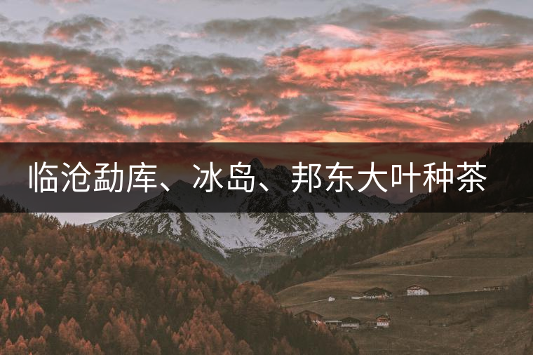 臨滄勐庫、冰島、邦東大葉種茶的解析