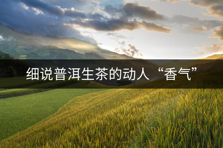 細說普洱生茶的動人“香氣”