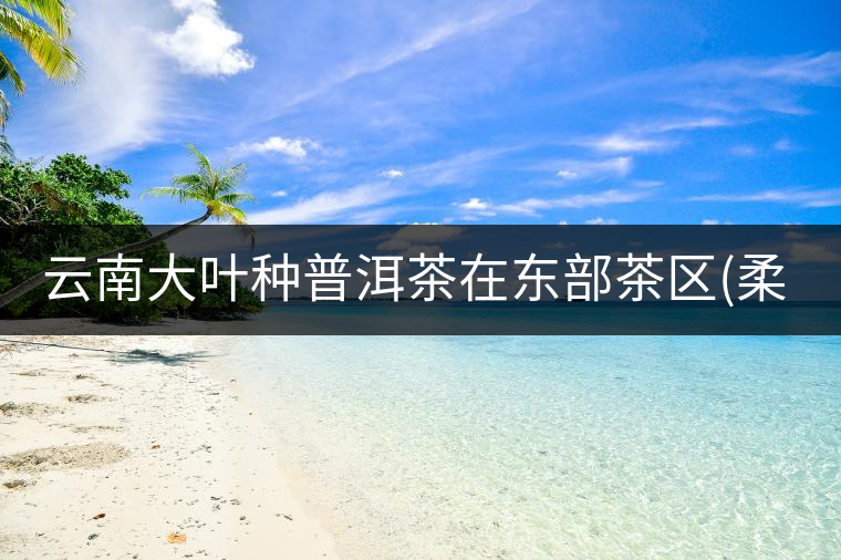 云南大葉種普洱茶在東部茶區(qū)(柔) 云南大葉種普洱茶在東部茶區(qū)(柔)