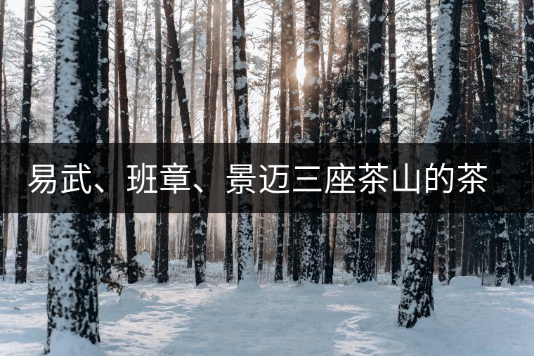 易武、班章、景邁三座茶山的茶比較