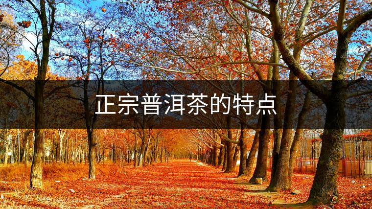 正宗普洱茶的特點(diǎn) 正宗普洱茶的特點(diǎn)