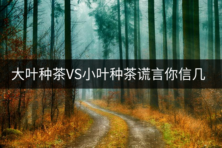大葉種茶VS小葉種茶謊言你信幾個(gè)？