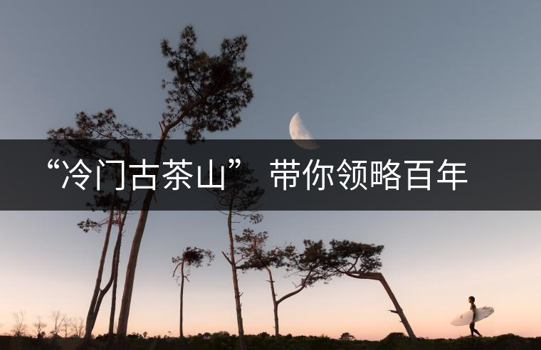 “冷門古茶山” 帶你領略百年古茶樹的魅力 “冷門古茶山” 帶你領略百年古茶樹的魅力