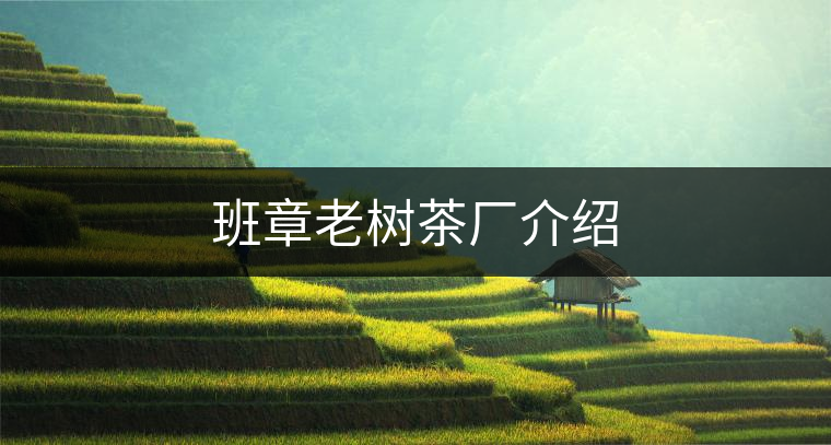 班章老樹(shù)茶廠介紹