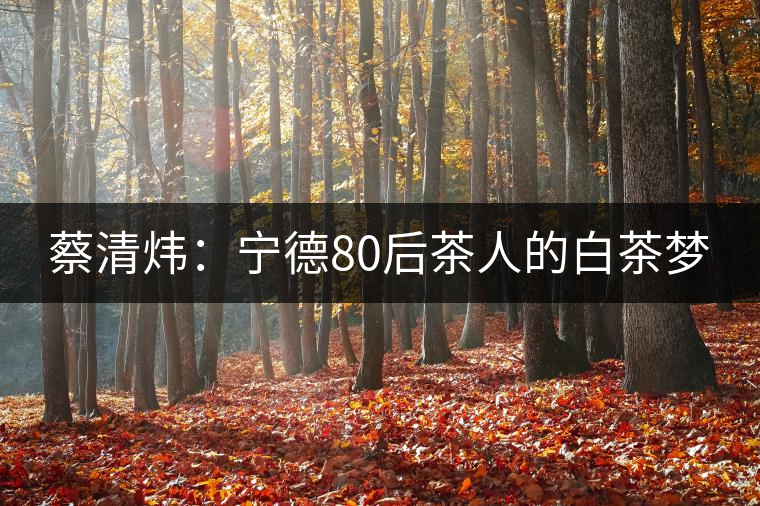 蔡清煒:寧德80后茶人的白茶夢 蔡清煒:寧德80后茶人的白茶夢