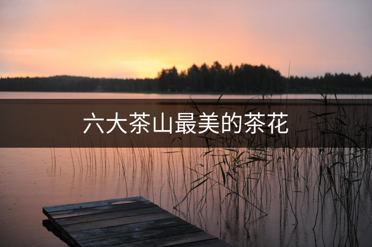 六大茶山最美的茶花 六大茶山最美的茶花