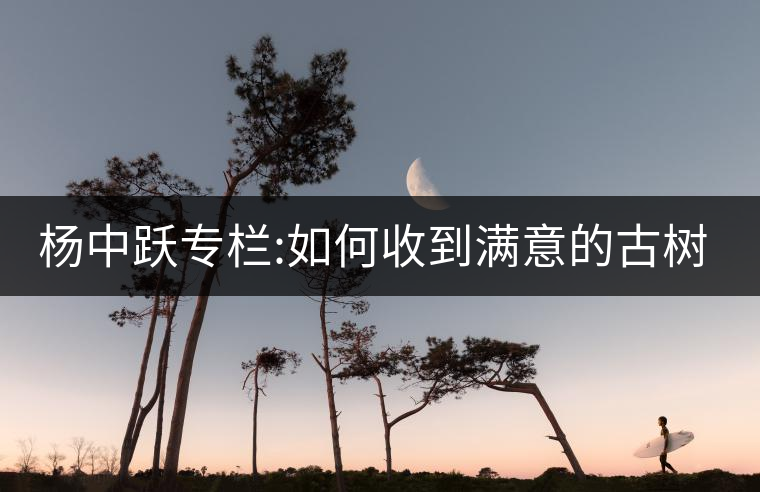 楊中躍專(zhuān)欄:如何收到滿(mǎn)意的古樹(shù)茶 楊中躍專(zhuān)欄:如何收到滿(mǎn)意的古樹(shù)茶