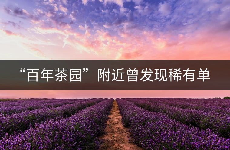 “百年茶園”附近曾發(fā)現(xiàn)稀有單株“紫陽(yáng)一號(hào)”