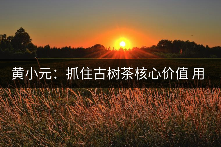 黃小元:抓住古樹茶核心價值 用古樹茶撬動時代 黃小元:抓住古樹茶核心價值 用古樹茶撬動時代