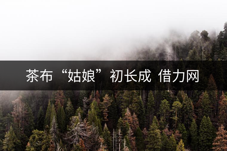 　茶布“姑娘”初長成  借力網(wǎng)絡不愁嫁