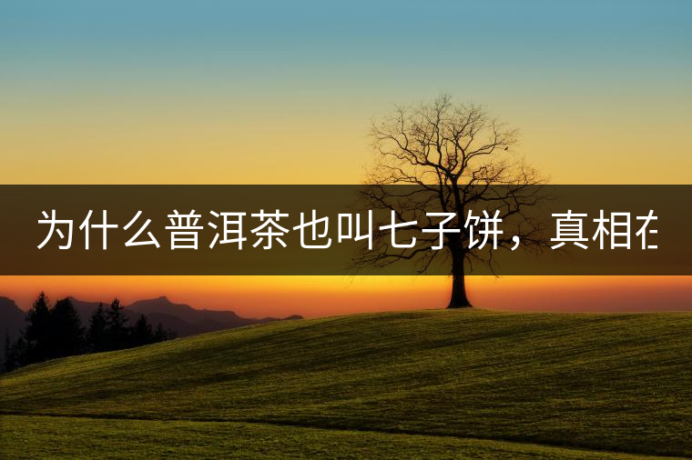 為什么普洱茶也叫七子餅，真相在這里！