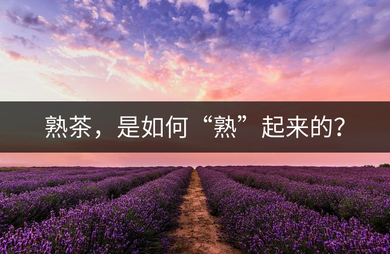 熟茶，是如何“熟”起來的？