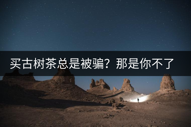 買古樹茶總是被騙？那是你不了解古樹茶的十大真相