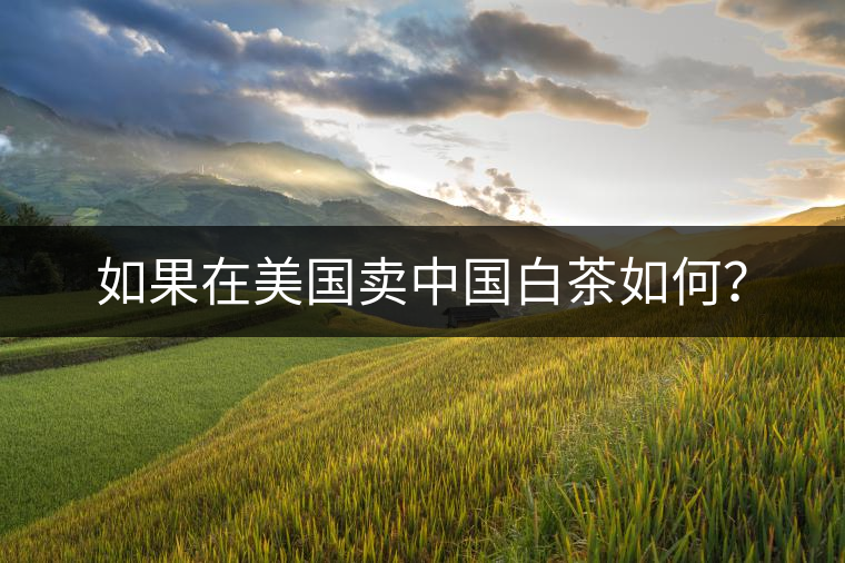 如果在美國賣中國白茶如何？