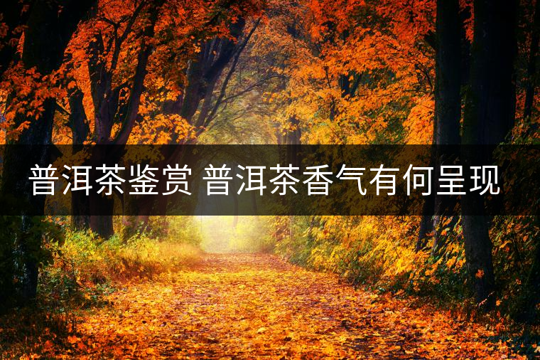 普洱茶鑒賞 普洱茶香氣有何呈現(xiàn)？