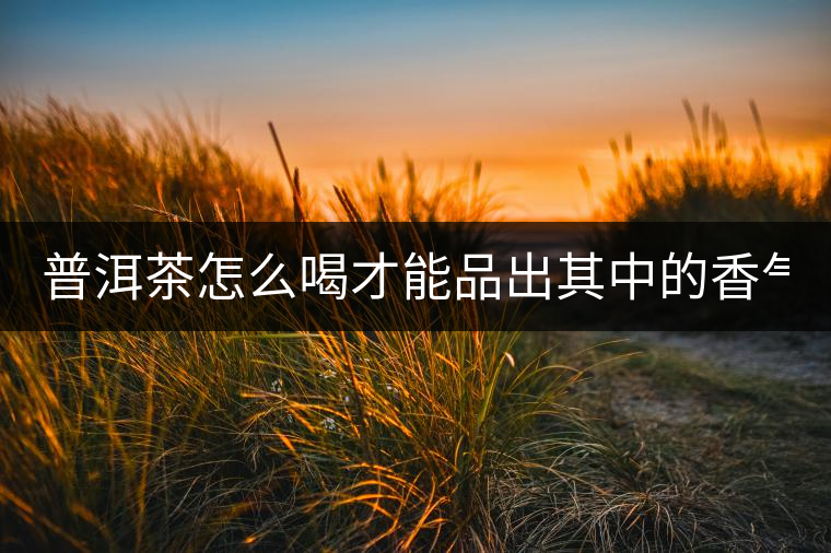 普洱茶怎么喝才能品出其中的香氣？