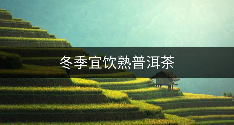 冬季宜飲熟普洱茶