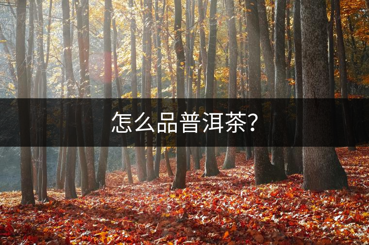 怎么品普洱茶？