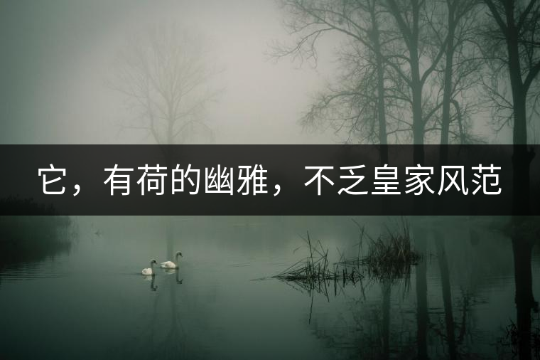 它，有荷的幽雅，不乏皇家風(fēng)范