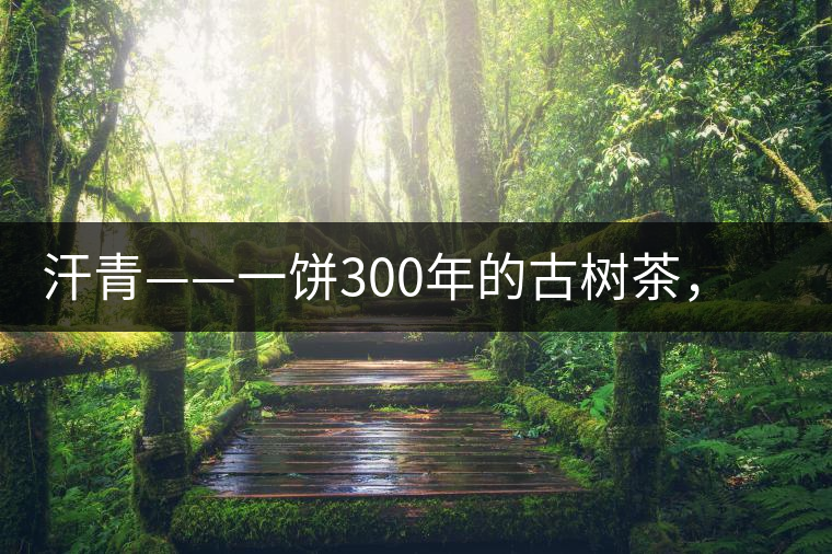 汗青——一餅300年的古樹茶，教您如何品鑒它的真諦