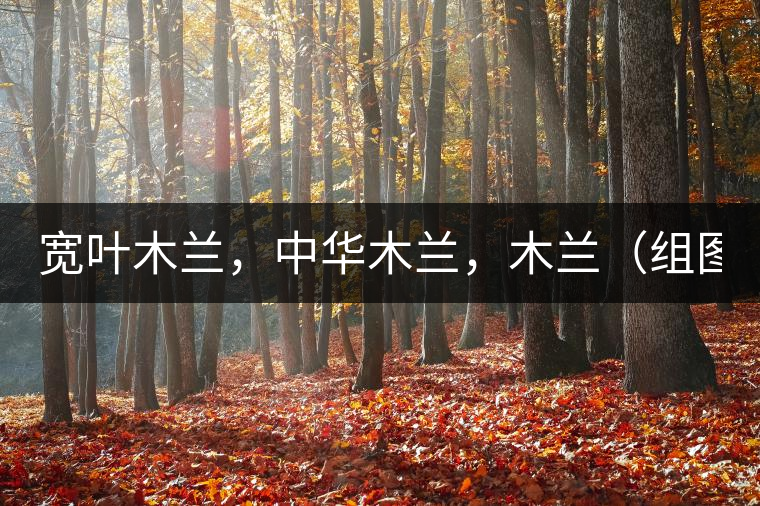 寬葉木蘭，中華木蘭，木蘭（組圖）