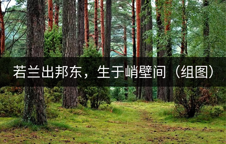 若蘭出邦東，生于峭壁間（組圖）