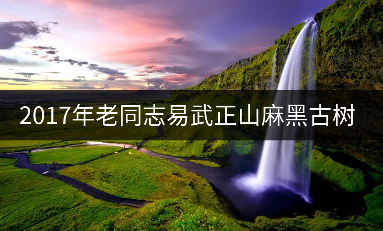 2017年老同志易武正山麻黑古樹(shù)茶上市 2017年老同志易武正山麻黑古樹(shù)茶上市