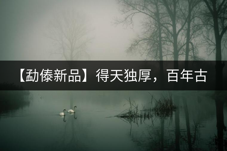 【勐傣新品】得天獨厚，百年古樹——磨烈古樹