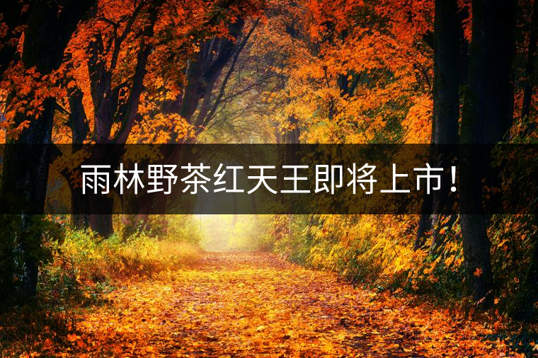雨林野茶紅天王即將上市！