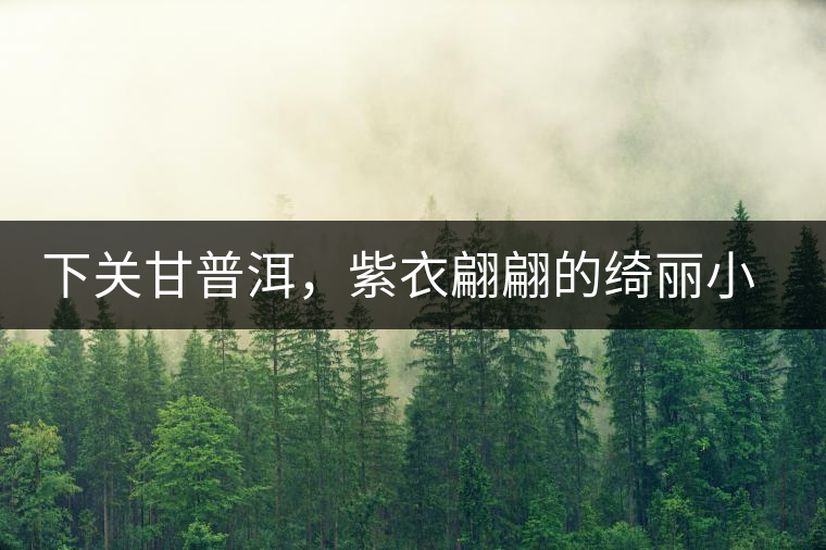 下關甘普洱，紫衣翩翩的綺麗小餅