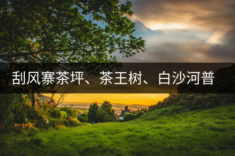 刮風(fēng)寨茶坪、茶王樹(shù)、白沙河普洱茶怎么樣