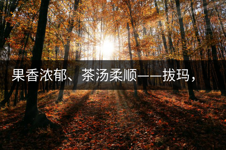 果香濃郁、茶湯柔順——拔瑪，南糯山最好的茶