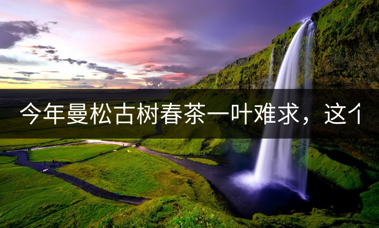 今年曼松古樹春茶一葉難求，這個(gè)鍋真不該茶商背!