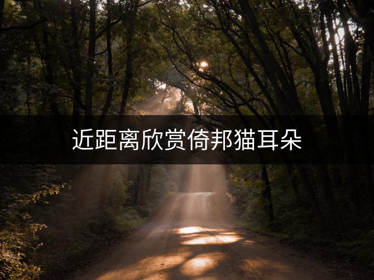 近距離欣賞倚邦貓耳朵 近距離欣賞倚邦貓耳朵