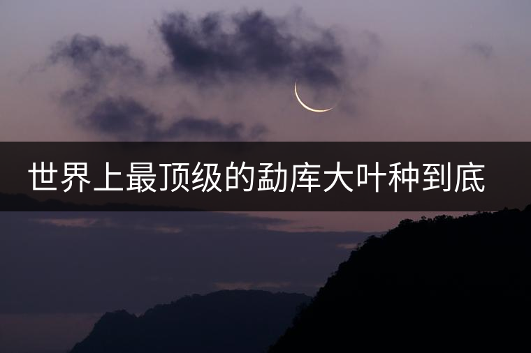 世界上最頂級的勐庫大葉種到底是什么？這篇文章講透了