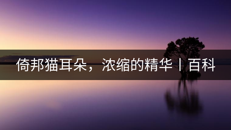 倚邦貓耳朵，濃縮的精華丨百科