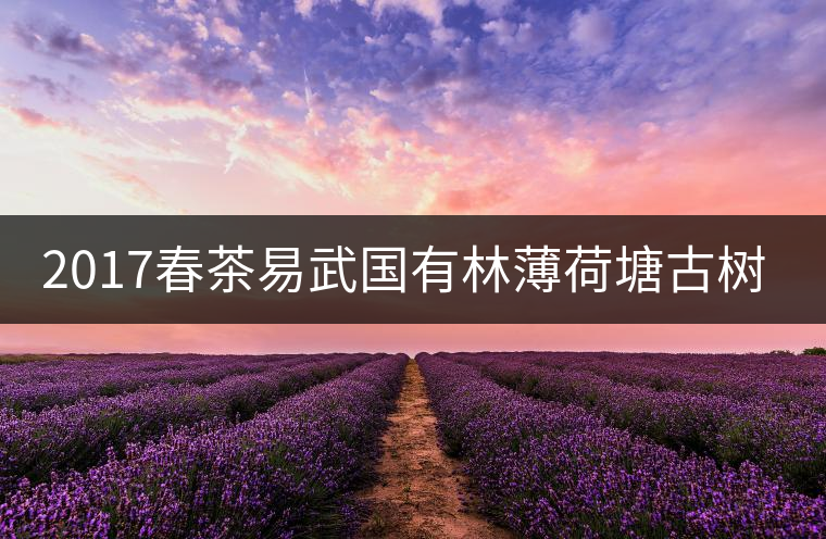 2017春茶易武國(guó)有林薄荷塘古樹茶純料