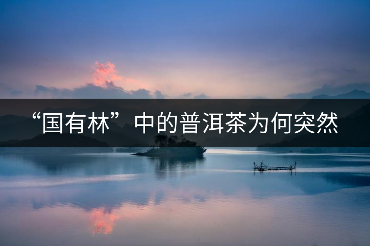 “國(guó)有林”中的普洱茶為何突然受追捧？