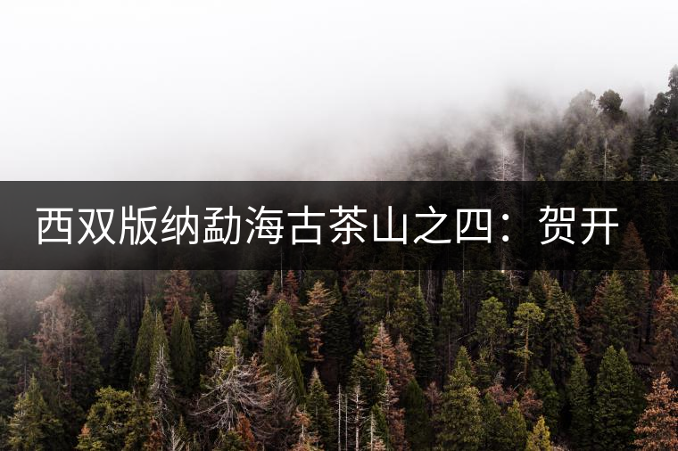 西雙版納勐海古茶山之四:賀開茶山 西雙版納勐海古茶山之四:賀開茶山