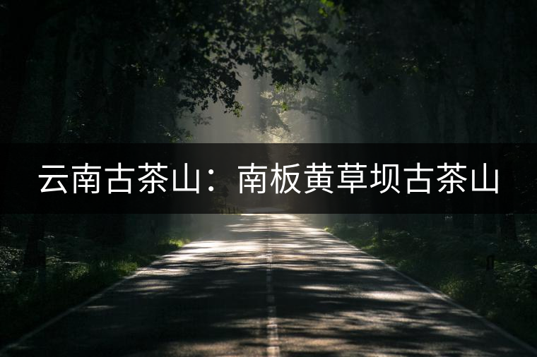 云南古茶山:南板黃草壩古茶山 云南古茶山:南板黃草壩古茶山