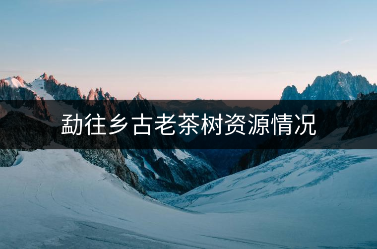 勐往鄉(xiāng)古老茶樹資源情況 勐往鄉(xiāng)古老茶樹資源情況