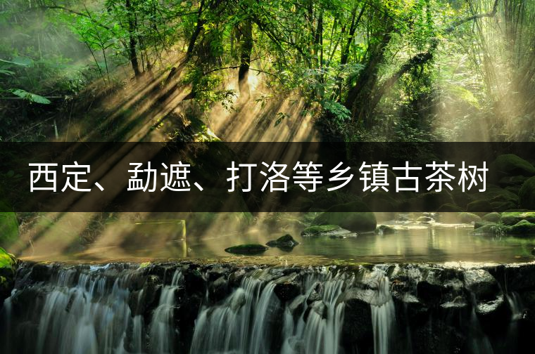 西定、勐遮、打洛等鄉(xiāng)鎮(zhèn)古茶樹資源