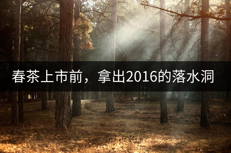 春茶上市前，拿出2016的落水洞秋茶開(kāi)湯