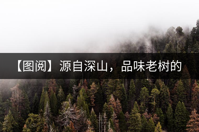 【圖閱】源自深山，品味老樹的味道