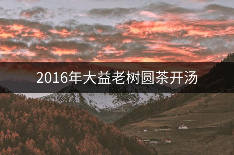 2016年大益老樹(shù)圓茶開(kāi)湯