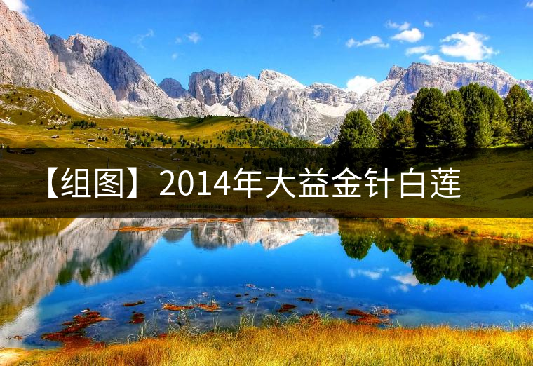 【組圖】2014年大益金針白蓮開湯 【組圖】2014年大益金針白蓮開湯