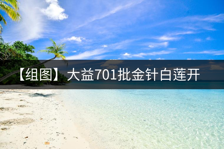 【組圖】大益701批金針白蓮開湯 【組圖】大益701批金針白蓮開湯