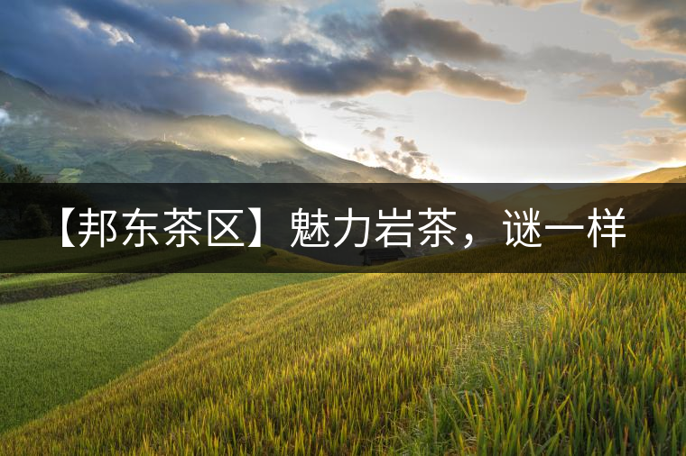 【邦東茶區(qū)】魅力巖茶，謎一樣的邦東！