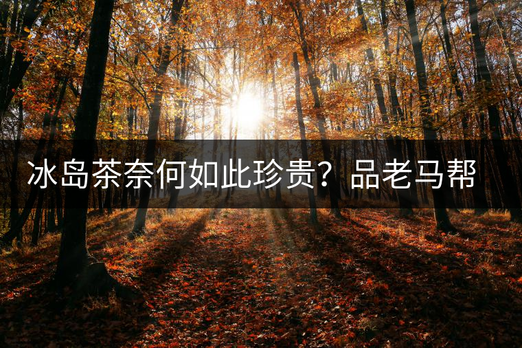 冰島茶奈何如此珍貴？品老馬幫之“冰島老寨”，答案在這里！